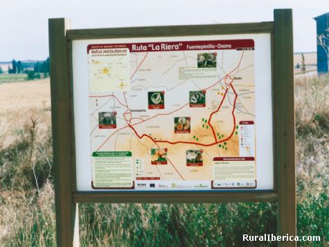 Nuestra ruta Micolgica en Osona. Osona, Soria - Osona, Soria, Castilla y Len